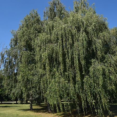 Al Salice Tranquillita Nel Verde Via Amendola 24 Apartman Busto Arsizio Kültér fotó