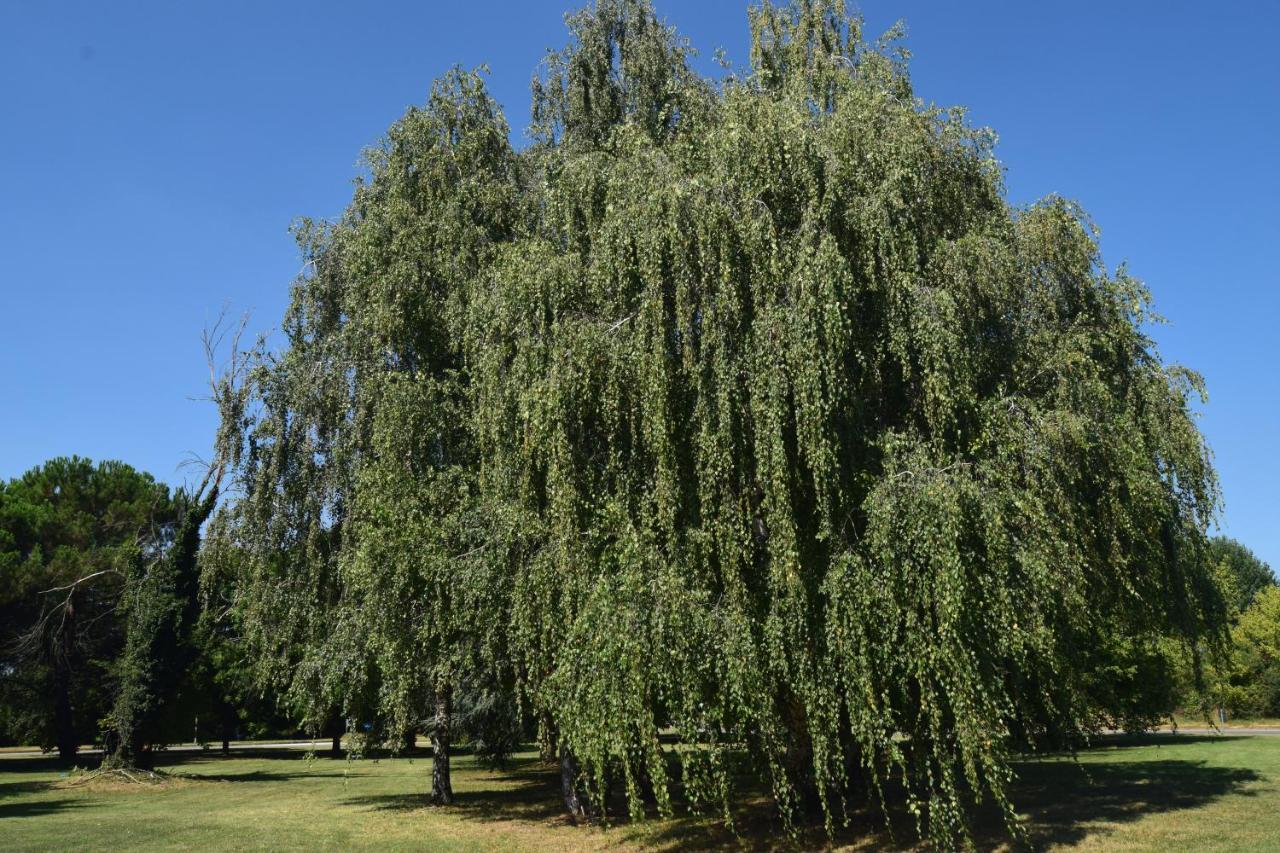 Al Salice Tranquillita Nel Verde Via Amendola 24 Apartman Busto Arsizio Kültér fotó